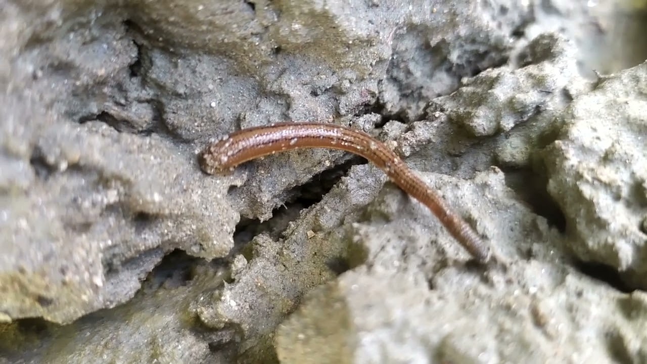 Blood Sucking Parasites : Land Leech / Kaakphei / Jonk