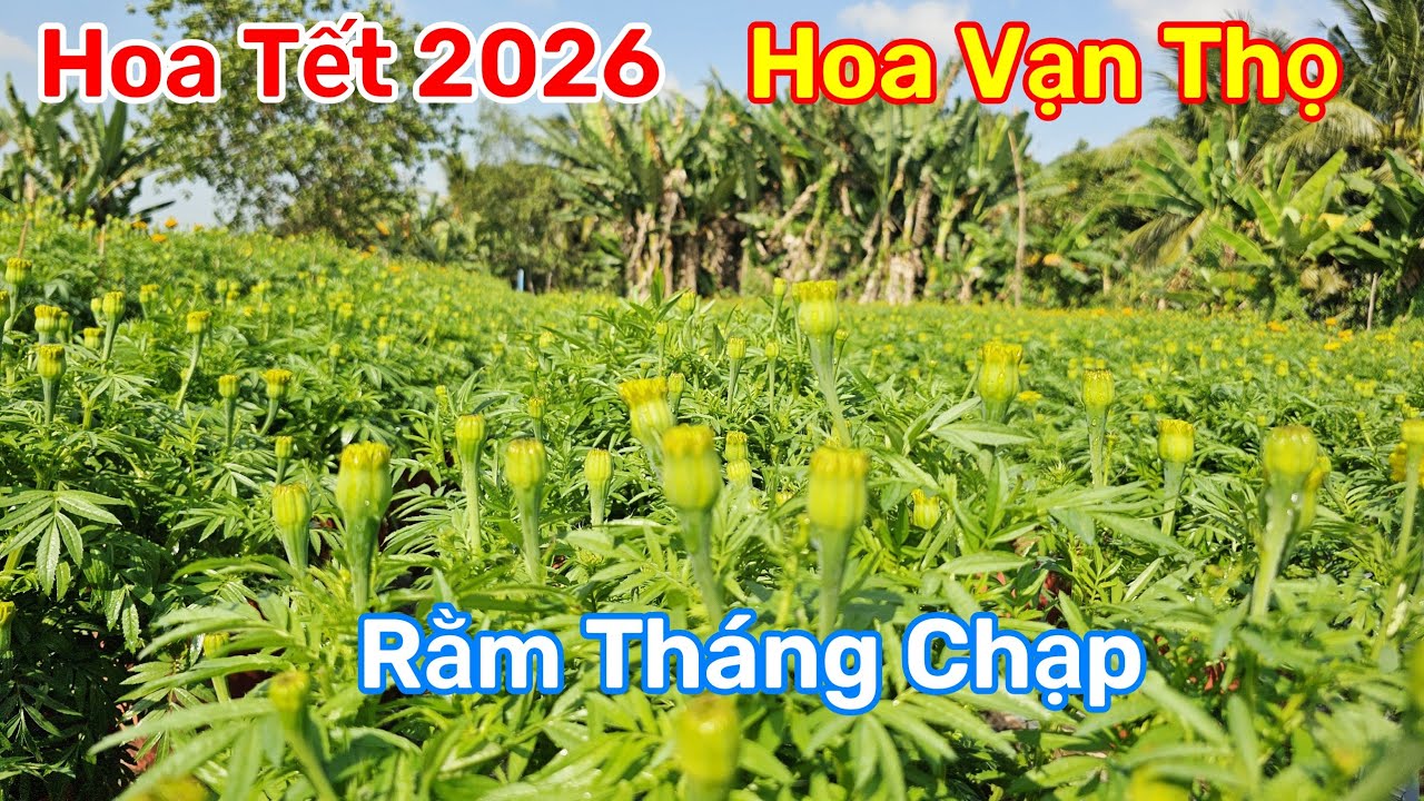 Hoa Vạn Thọ Ngày 15 Tháng Chạp Nụ Lên Rất Điều Nở Rộ Đúng Tết 2026 