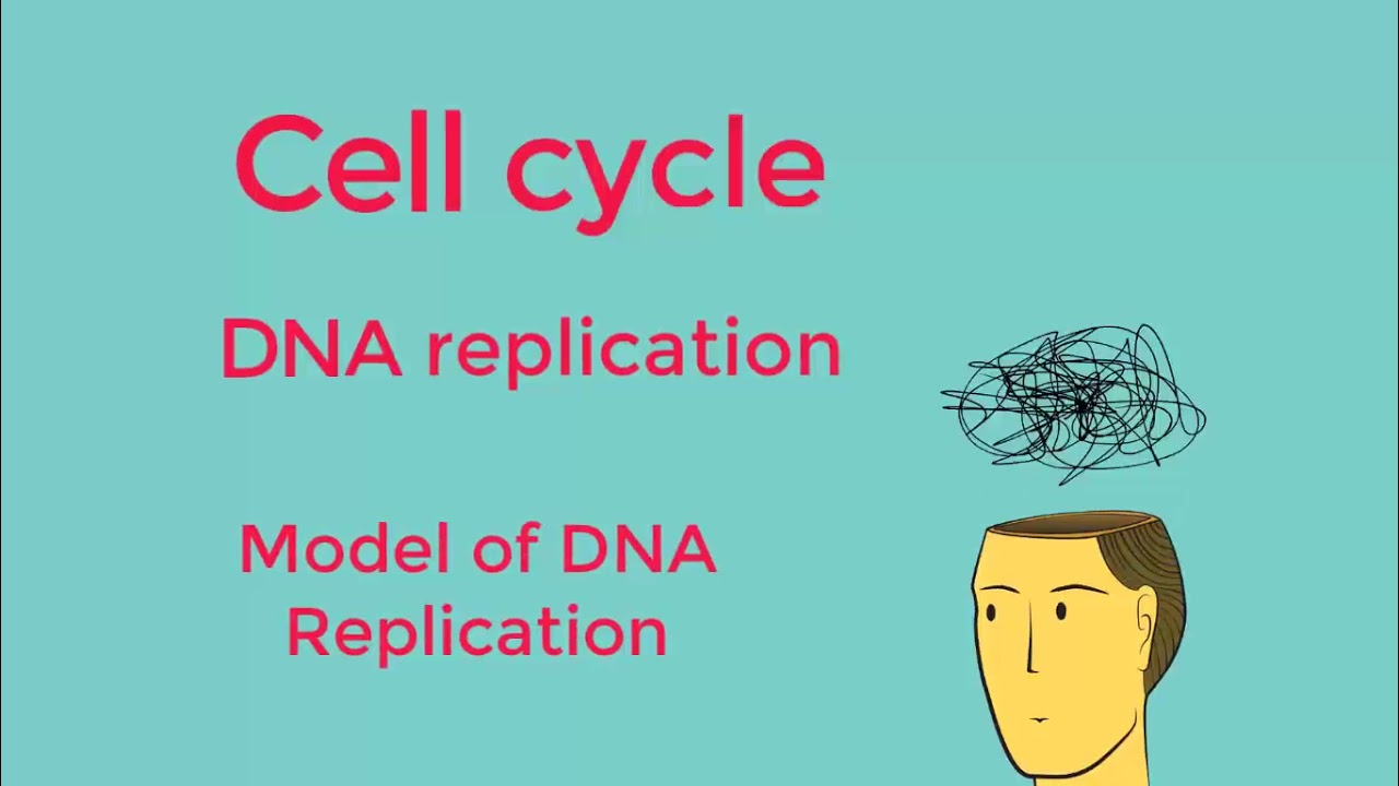 G11 S LH  Video 9 Ch 2 Act 4  The cell cycle