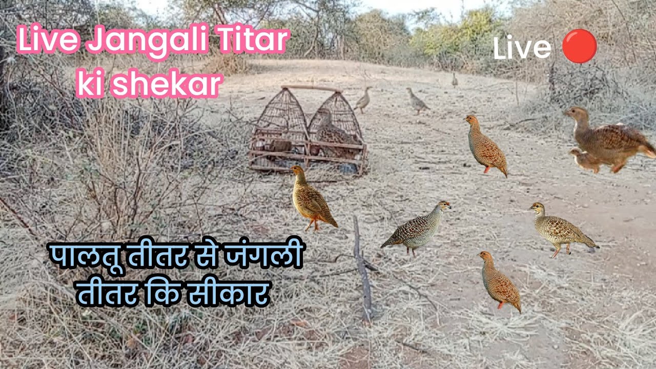 Jangali Titar Pakdne live tareeka shekhare Titar ki shekar live