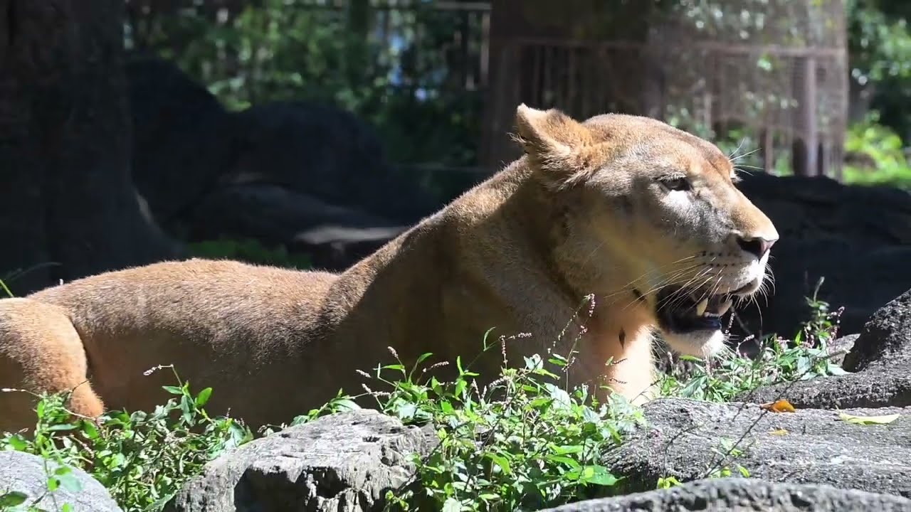 とべ動物園 クレイ 20241013