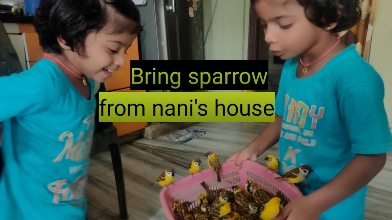 Bring sparrow from nani's house