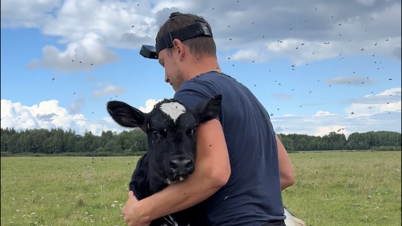 Šienas po stogu,ruošiame vietą grūdams,parvežėme veršiuką