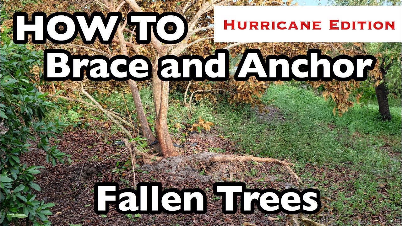 HOW TO Brace and Anchor Fallen Trees (3 ways!)