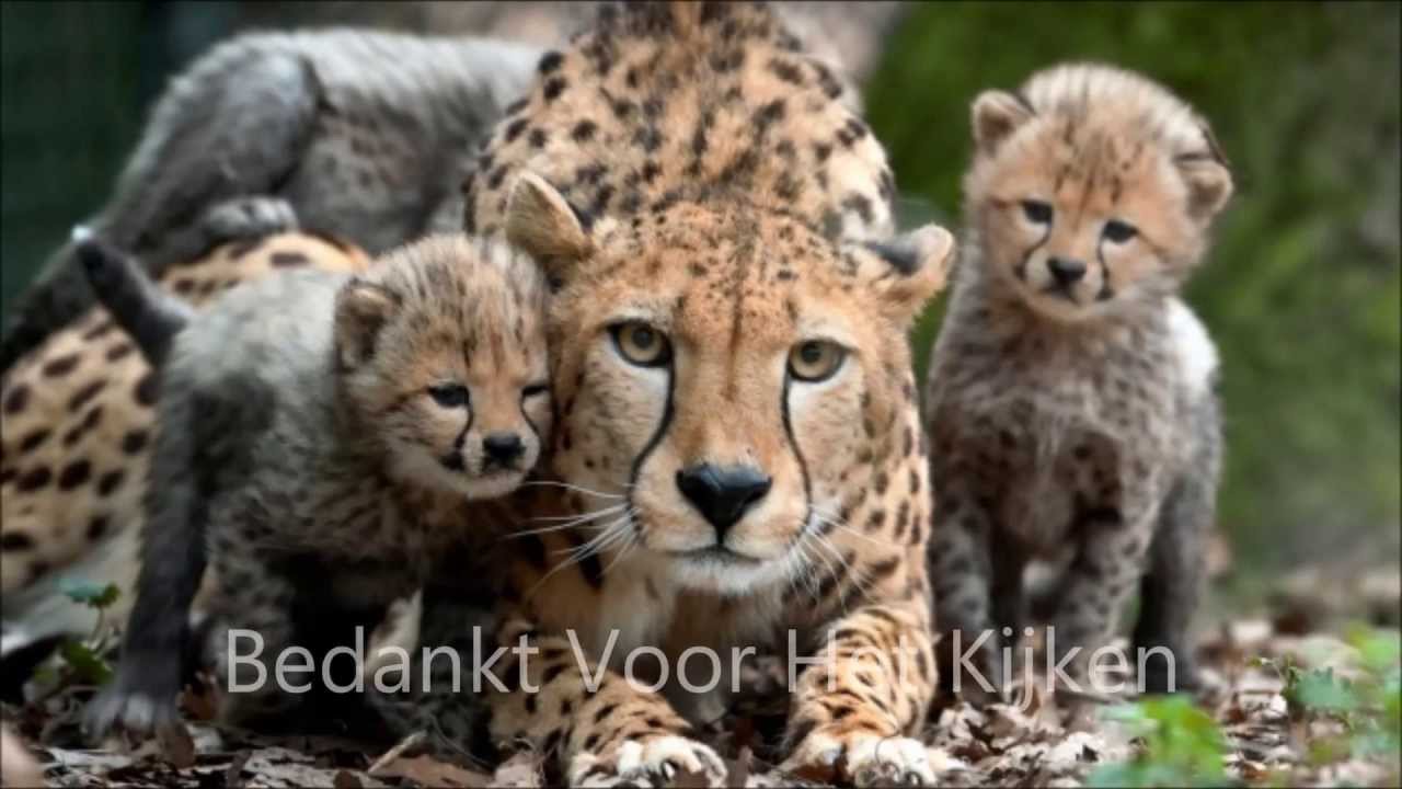 Top 10 Populairste Dierenparken Van Nederland