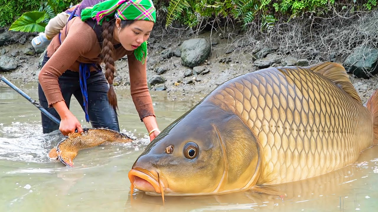 Harvest Giant Monster Carp from a Huge Fish Pond by Hand to Sell at the Fish Market with my Children