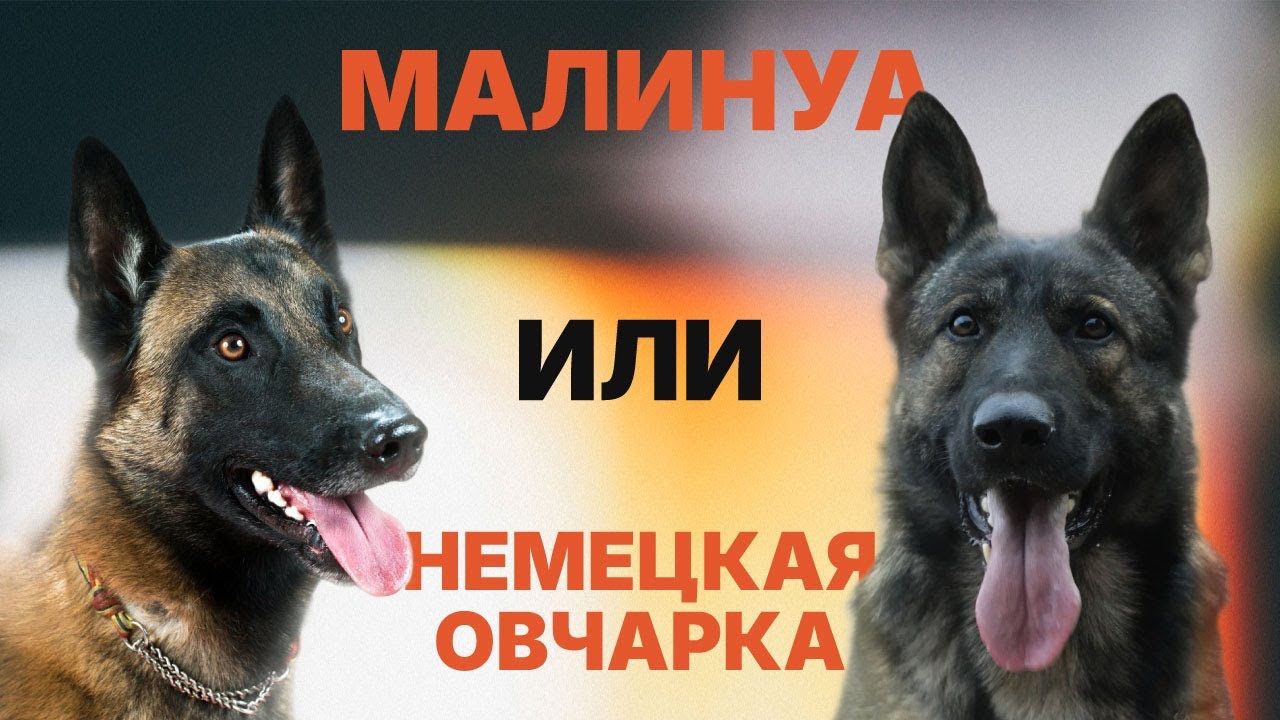 Малинуа или Немецкая Овчарка. Malinois vs German Shepherd.