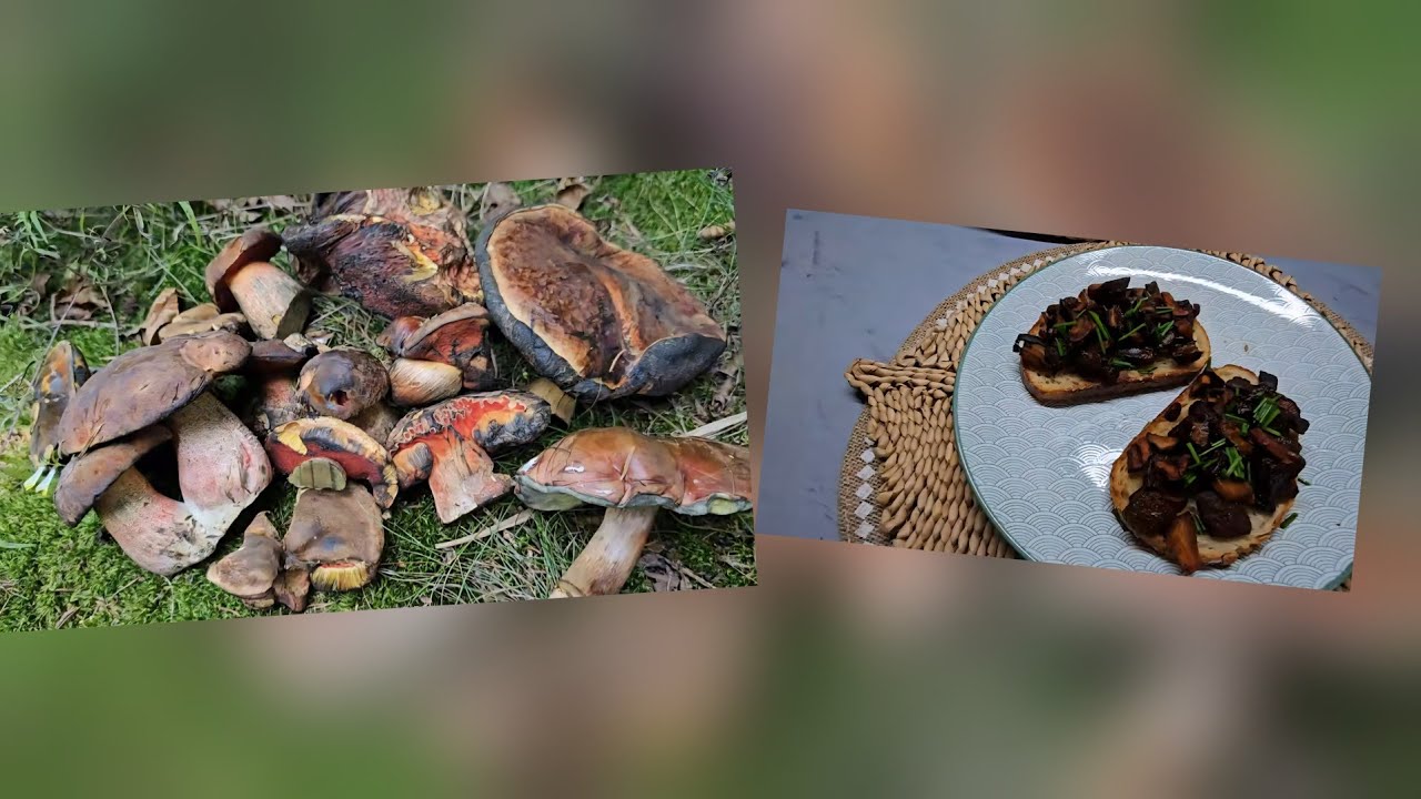 4k I found Neoboletus luridiformis mushrooms