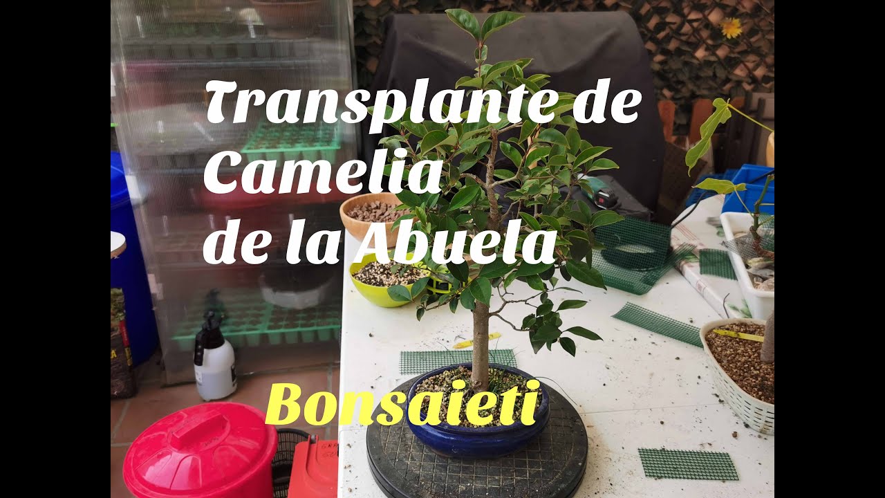Transplante Camelia de la Abuela[Arbol rescatado]