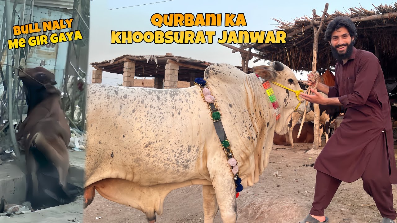 Qurbani ke khoobsurat janwar dekh liye ❤️ khatarnak bull naly me gir gaya 😡