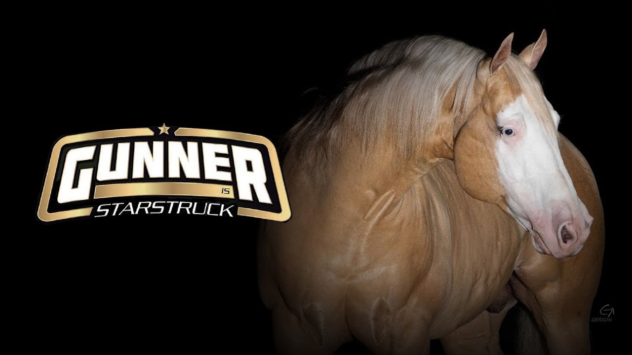 Garanh&atilde;o GUNNER IS STARSTRUCK