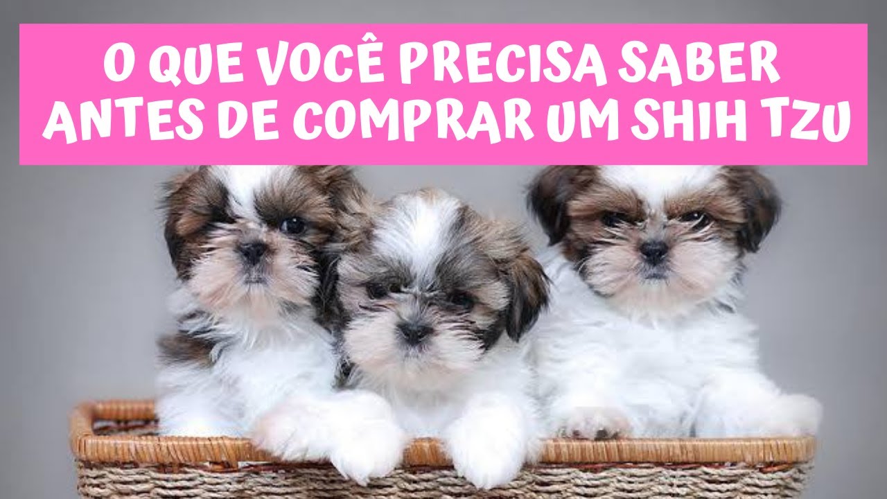 O QUE VOCÊ PRECISA SABER ANTES DE COMPRAR UM SHIH TZU