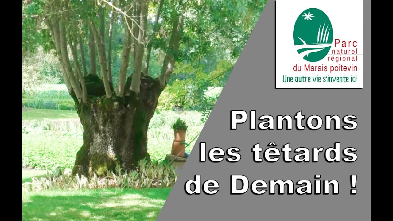 Faire face à la Chalarose : Plantons les têtards de Demain !