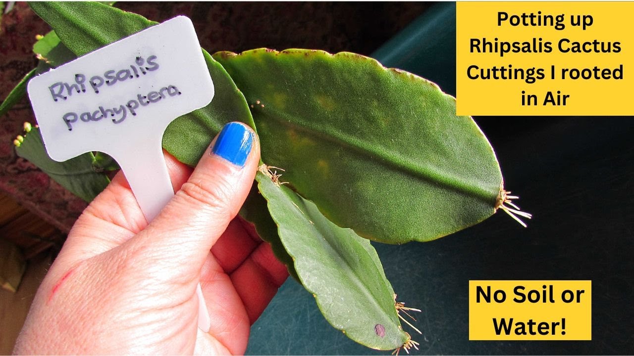 Potting up Rhipsalis Cactus Cuttings I Rooted with NO Soil or Water #cacti  #cactus