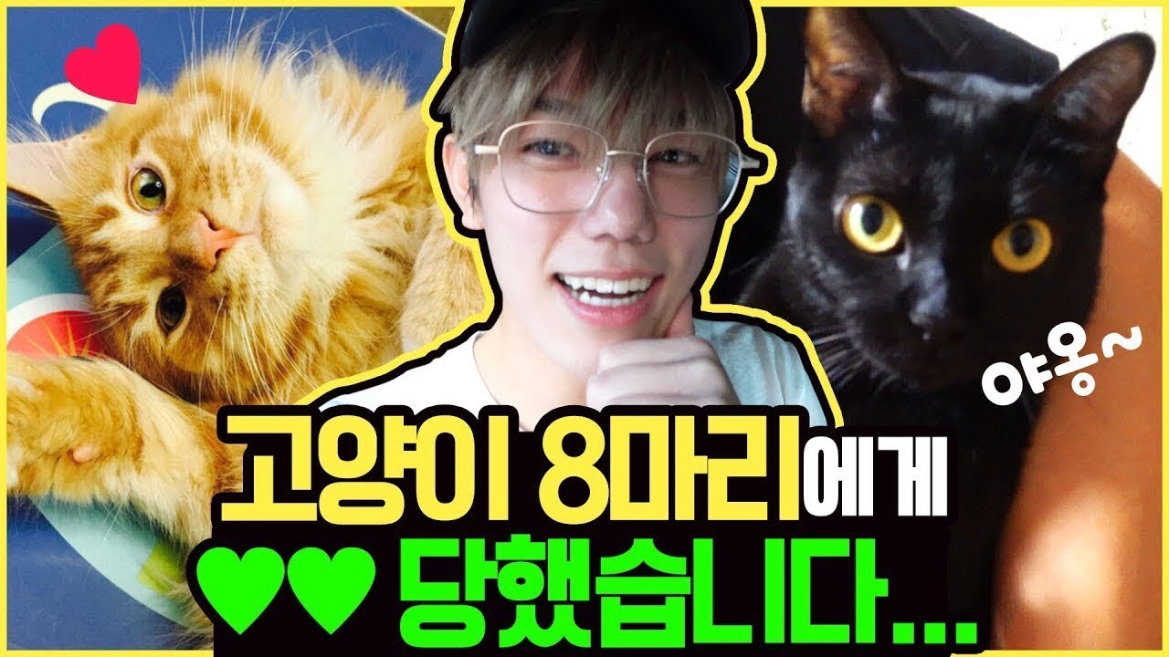 심쿵주의 고양이 8마리에게 XX 당했습니다 ㅠㅣ두얼간이(2 idiots)ㅣ엔플라잉(N.Flying) 재현 차훈