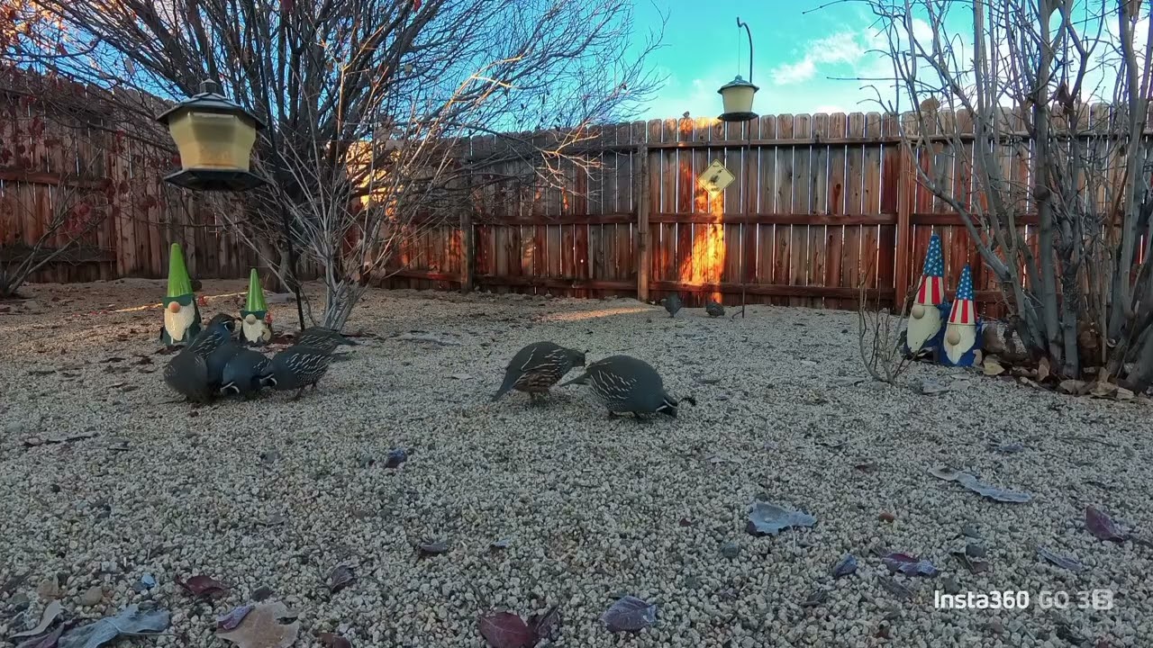 Quail Party!