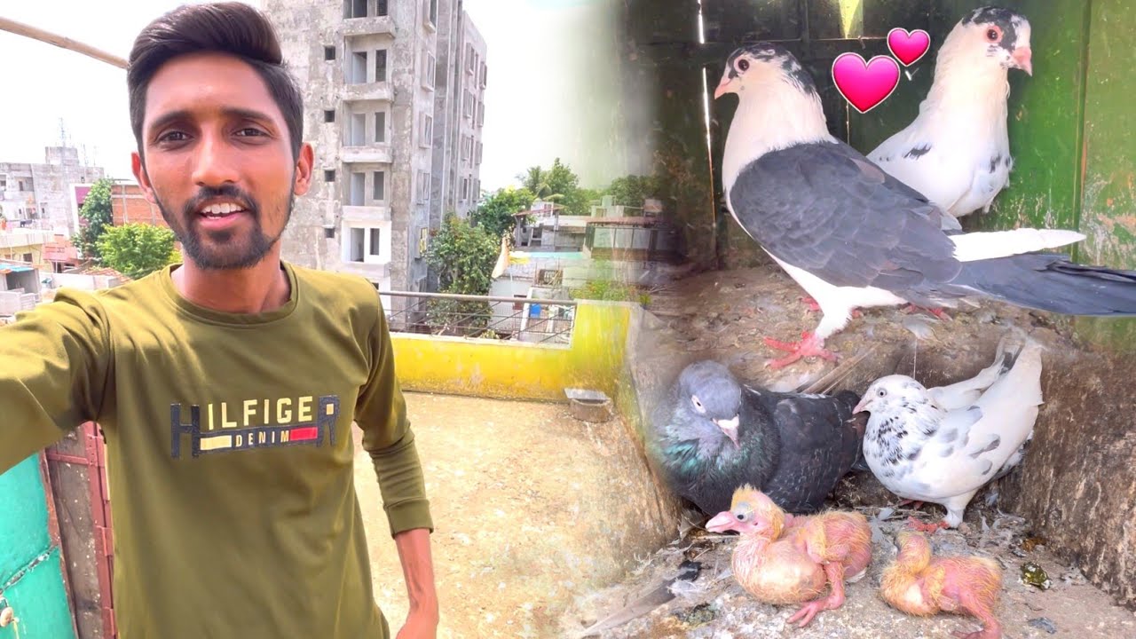 Naye Fancy Kabootar Ka Jada Lagaye 🥰 !! Is Bar k Baccho ka Shok Kare 🤩 !! Breeding Progress