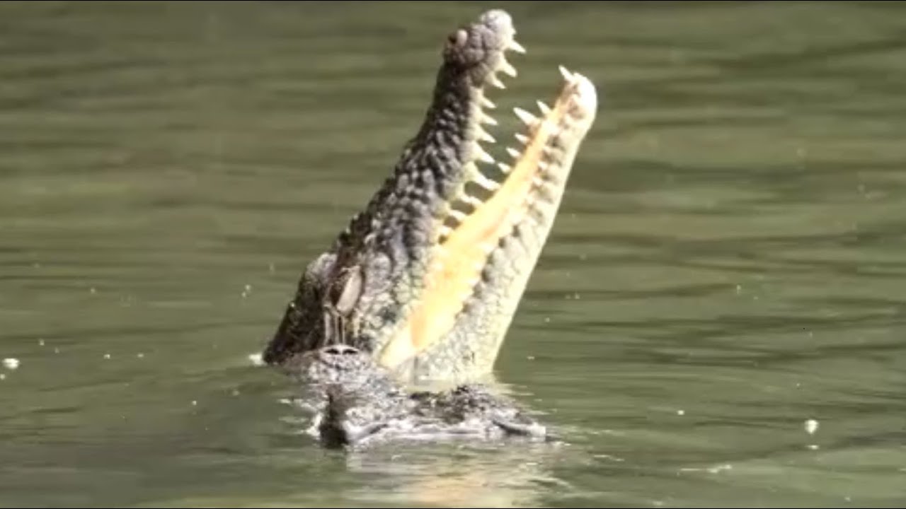 Wild Crocodiles & Sungei Buloh Wetland Reserve: Singapore Nature 2020