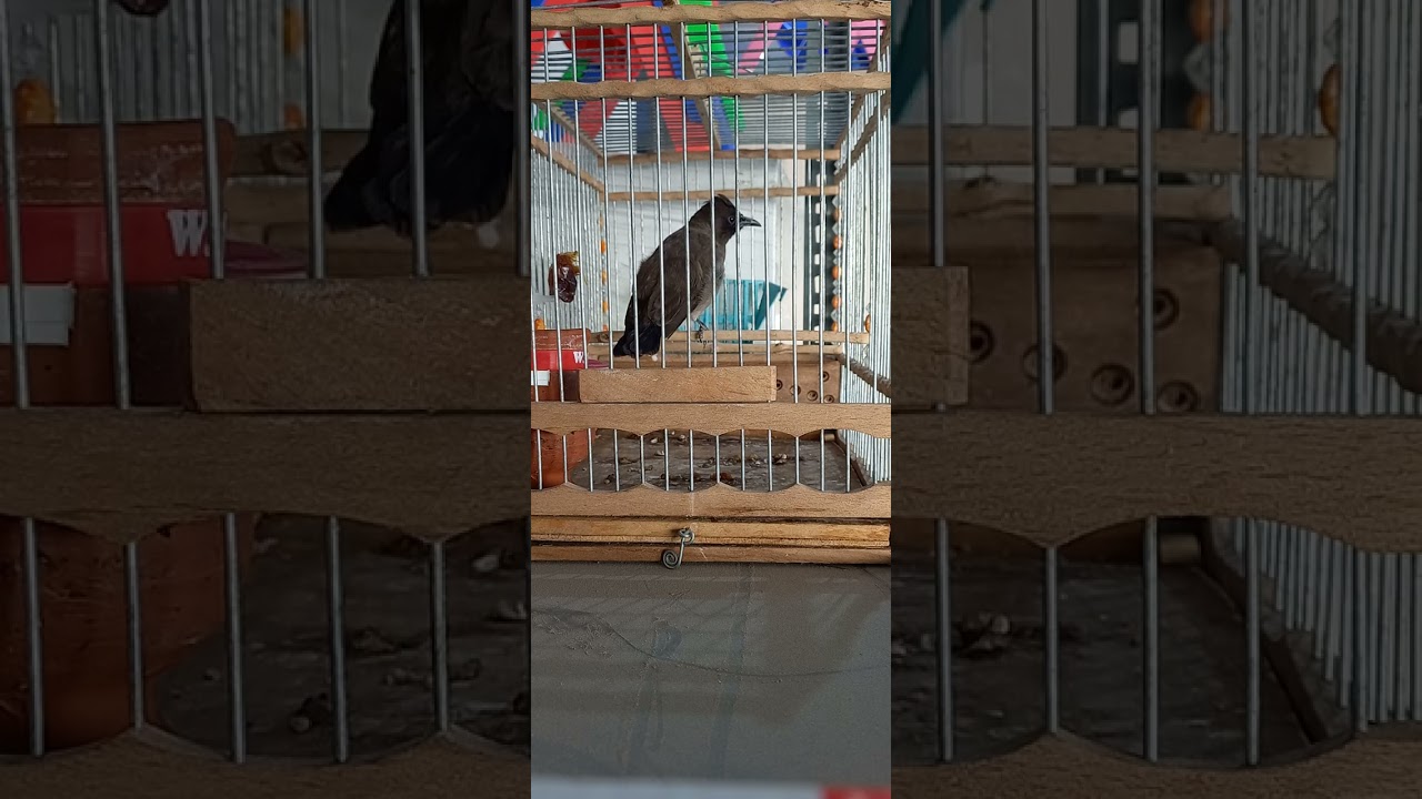 توليعة خفيفة مع طائر الوطواط بنينا اللهم بارك وسط سوق القريعة