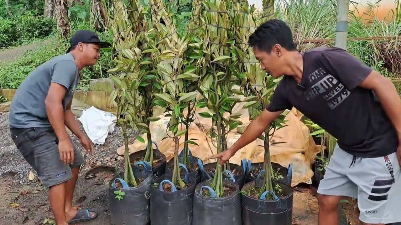 Harga dan stock bibit durian musangking, bawor, duri hitam, super tembaga, namlung
