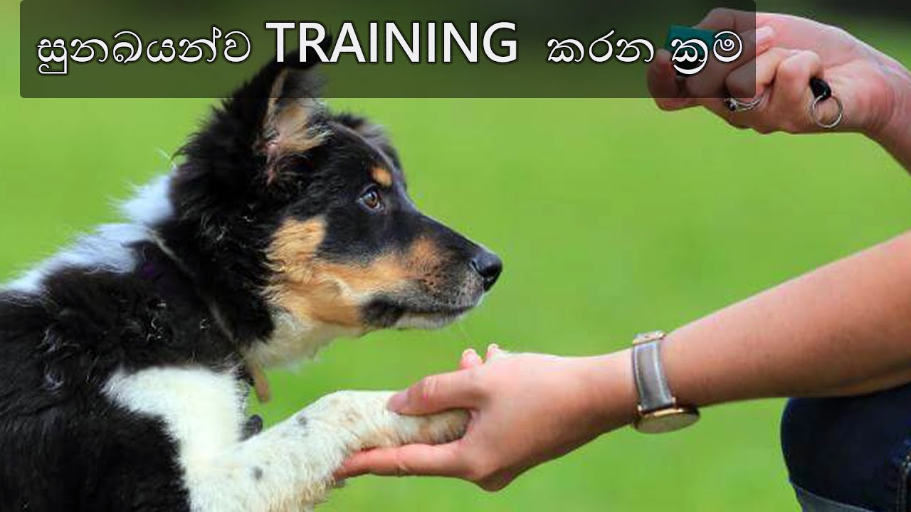 Tips To Train Dogs Sinhala| සුනඛයන්ව Train කරන ක්‍රම