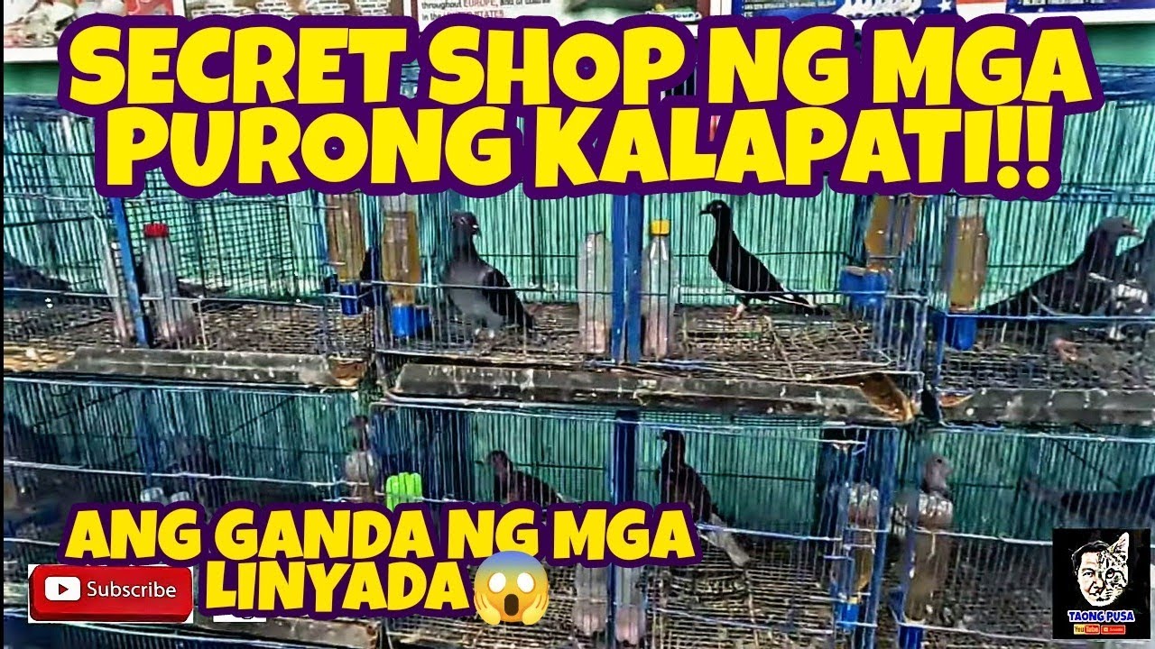 SIKRETONG BILIHAN NG MGA PURE LINE NA KALAPATI, LOWEST PRICE IN THE MARKET!! BIO RESEARCH. vlog#406