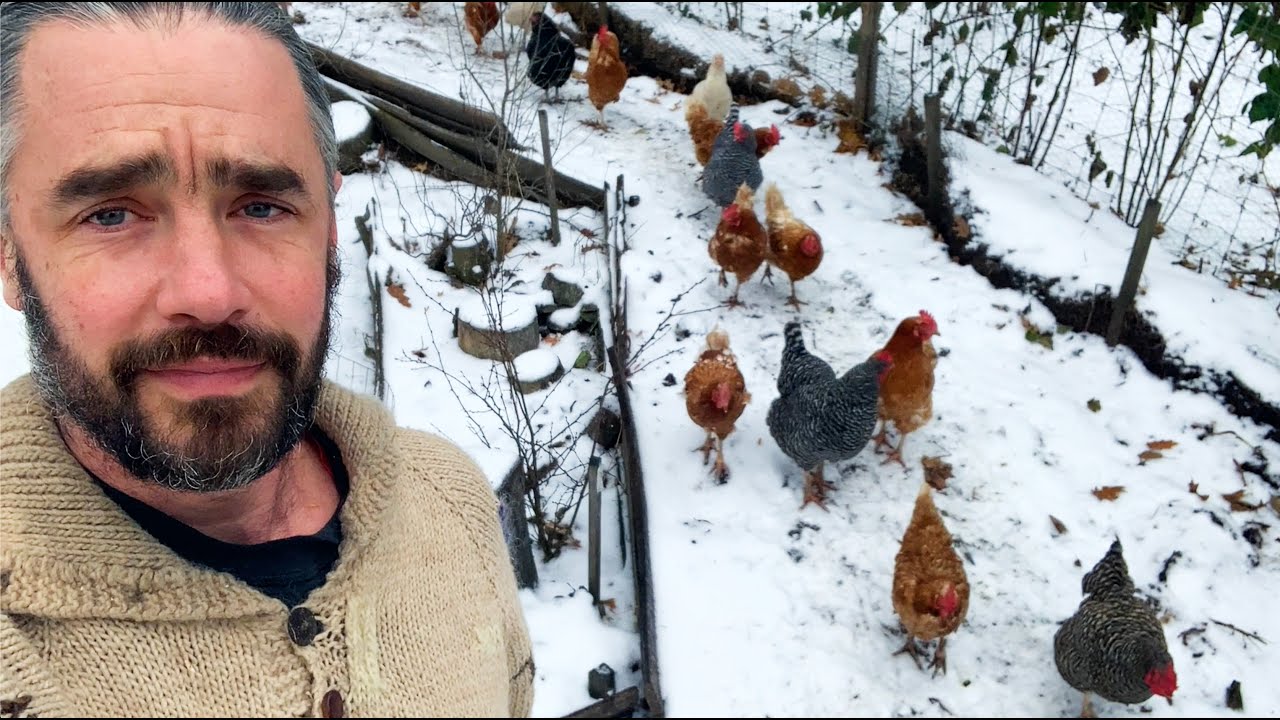 Chicken Compost - Winter Update and Prepping for Cold Snap