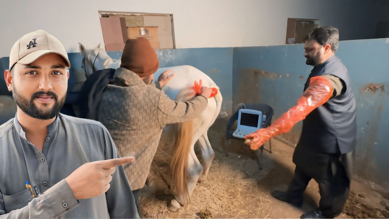 Aaj Savi Ghodi Ka Ultrasound Ho Gaya! 🐎 Khushkhabri Hai Ya Phir Se Khali?