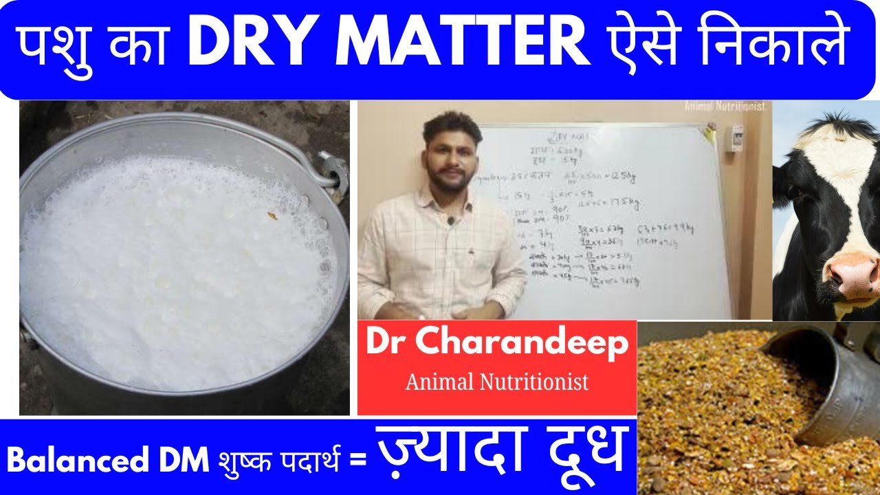 पशु का DRY MATTER ऐसे निकाले | Calculate Dry matter in 1 minute | 