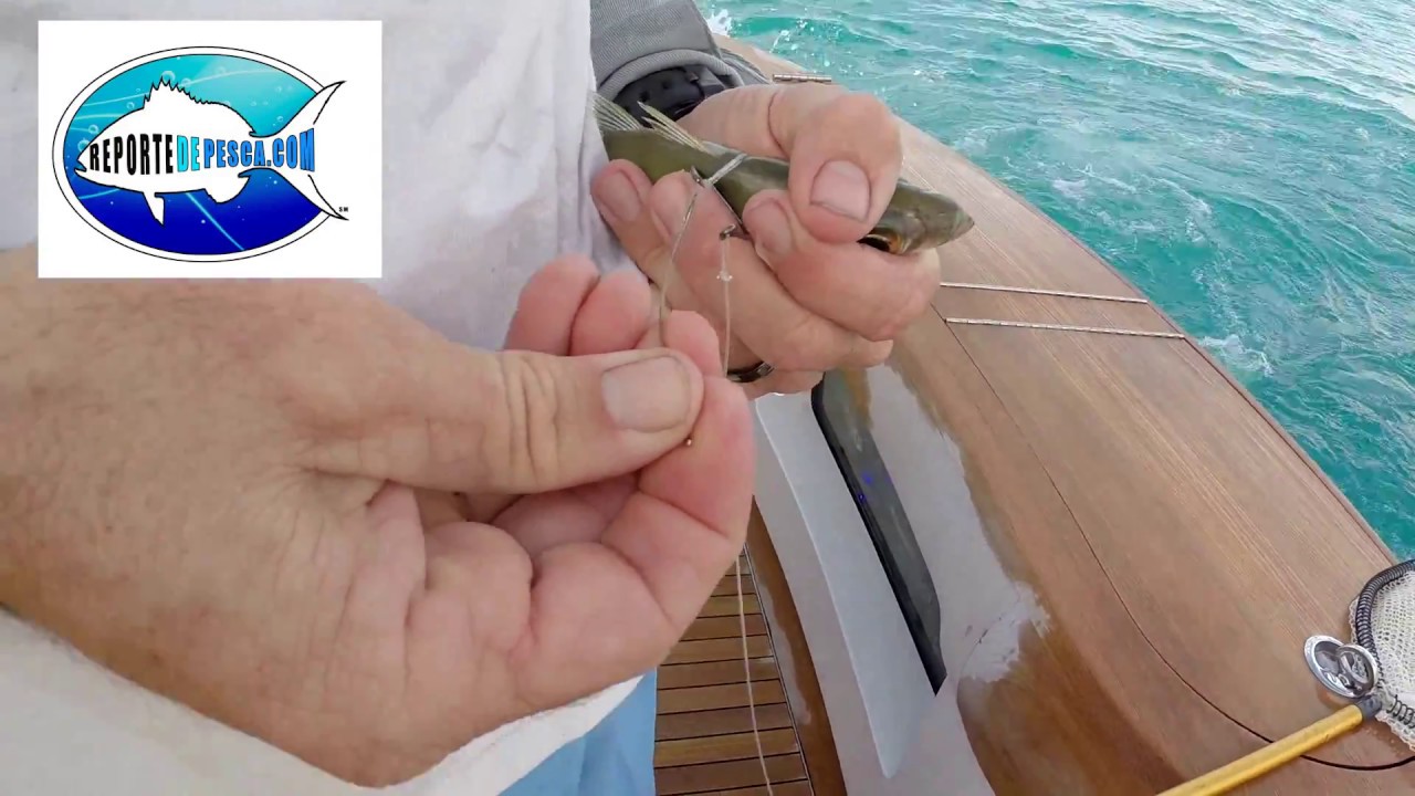 Como anzuelar carnada viva para la pesca del papalote.