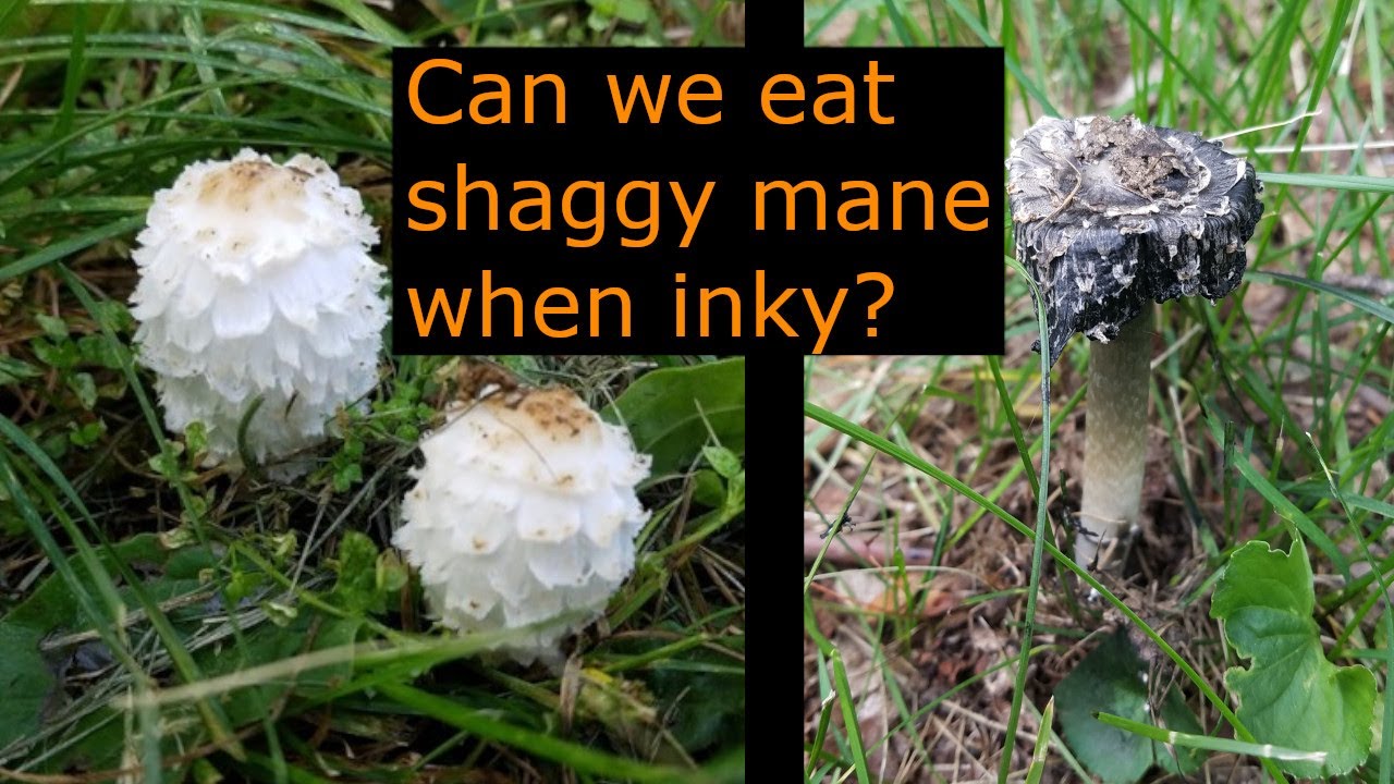 Shaggy Mane - Can we eat after deliquesced? ...Coprinus Comatus