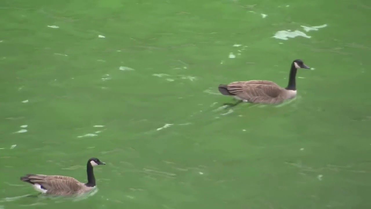 Chicago River dyed green for St. Patrick's Day