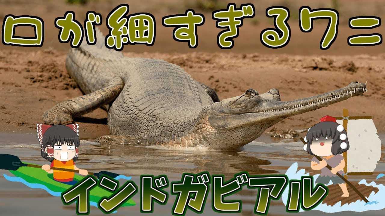【ゆっくり解説】口が細すぎるワニ！インドガビアル