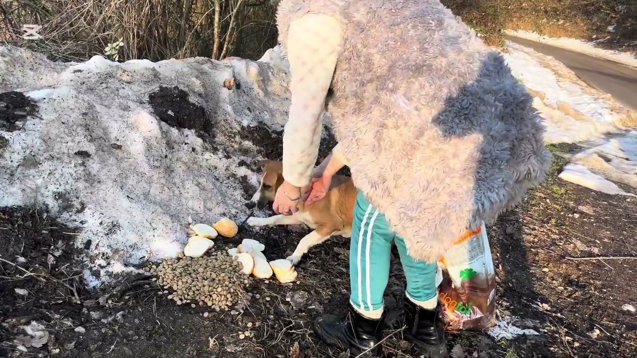 #subscribe #viralvideo #youtube #viral 😍 What I found on my trip to the forest🐕