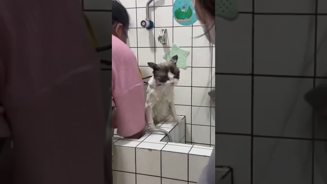 Котик превращается в ... Are you planning to give me a bath? Well I'll show you for it !