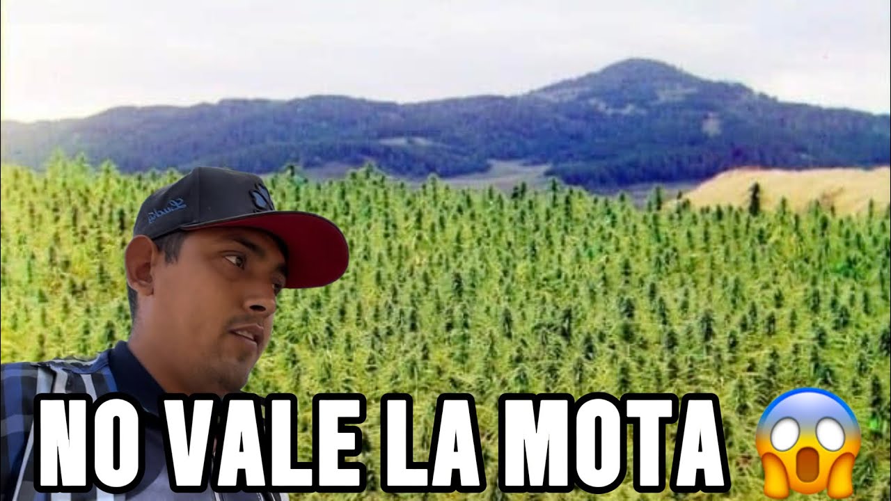 A ESTE PRESIO VENDÍ LA M0T4 QUE PISQUE 😱