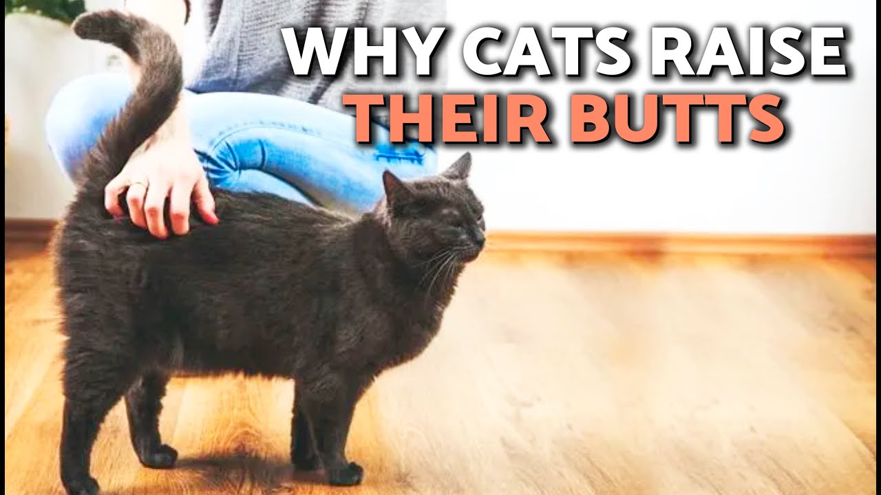 Why Does My CAT'S TAIL WAG When I PET THEM? 🙀 Tail Wagging MEANINGS!🐈