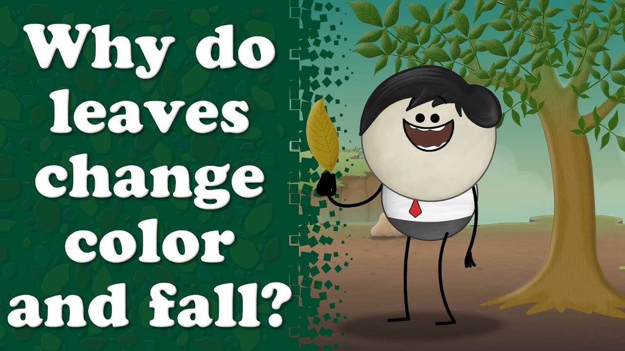 Why do leaves turn yellow? + more videos | #aumsum #kids #science #education #whatif