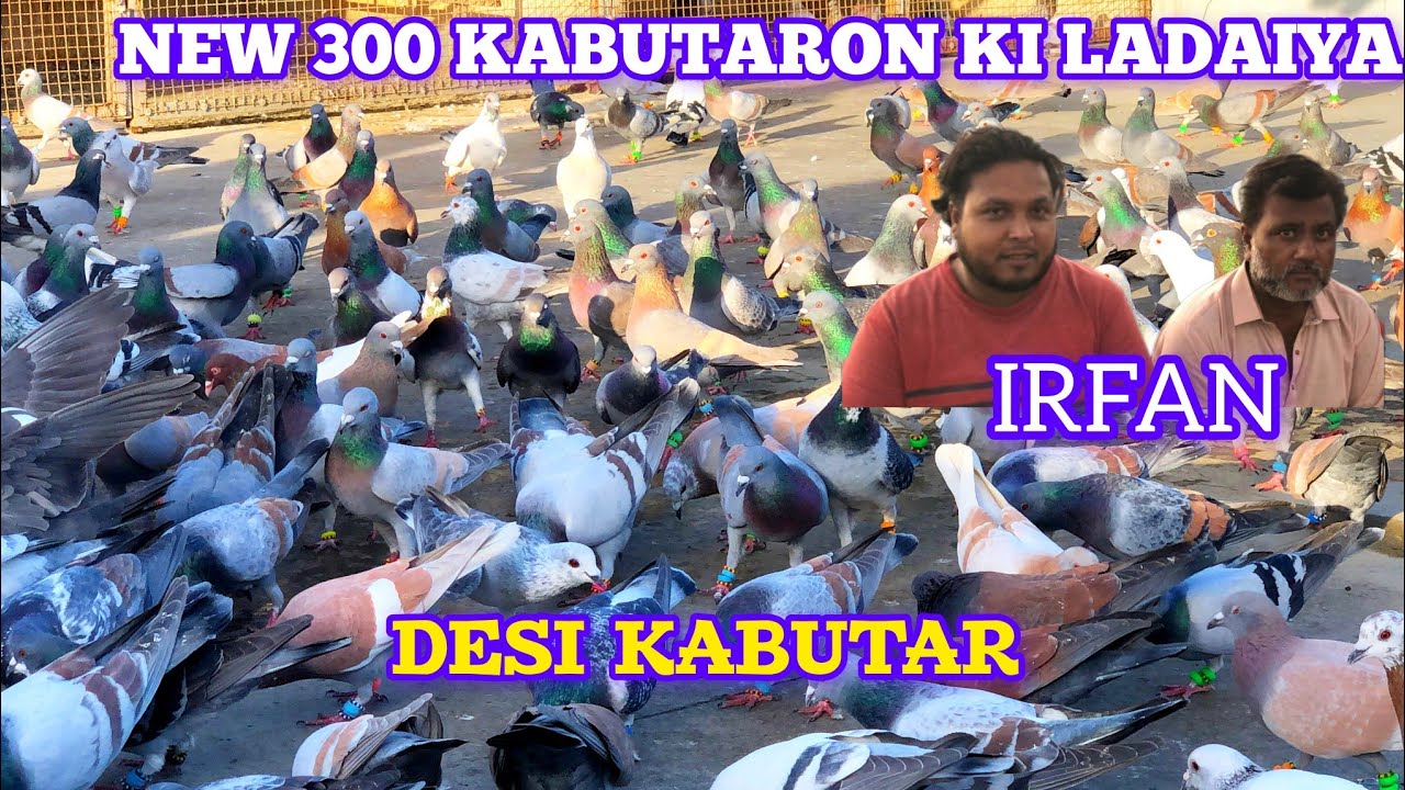 Ирфан Бхай В/С ❌❌❌ | Новые 300 голубей ки ладайя | Дези Гола Кабутар | 🇵🇰 Красивая коллекция