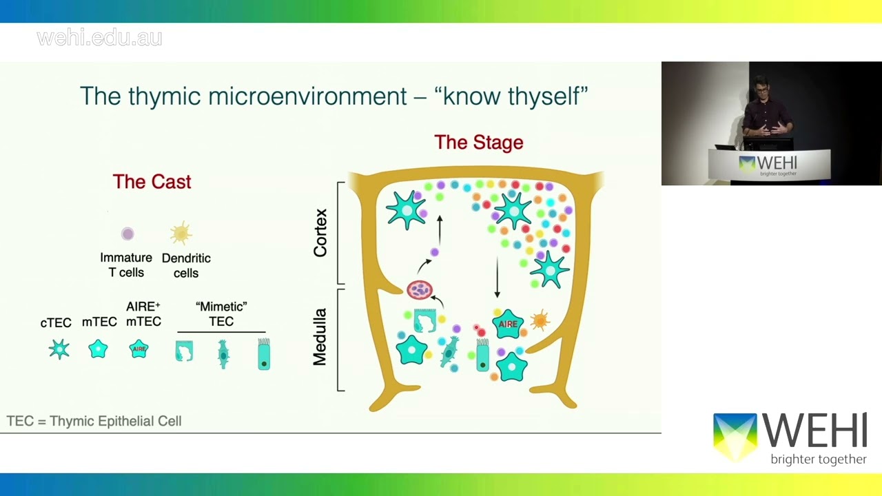 Gray D (2024): New insights on old problems: immune regulation and thymic involution