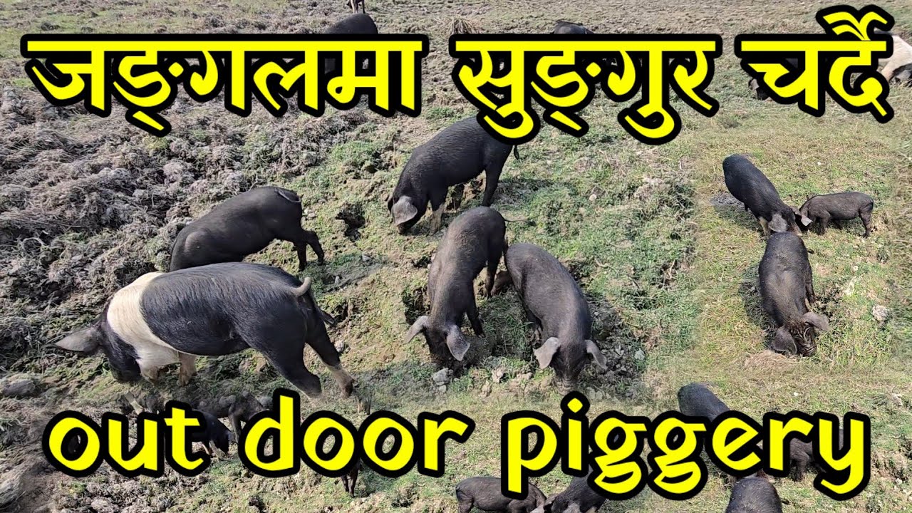 जङ्गली डोजर,जनु काकाको सुङ्गुर यस्तो ठाउमा चर्छन,जङ्गलमा सुङ्गुर पाल्ने जनु काका,out door piggery 