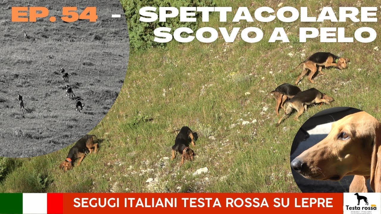 Segugi Italiani Testa Rossa - (Ep. 54) SPETTACOLARE RISCOVO A PELO