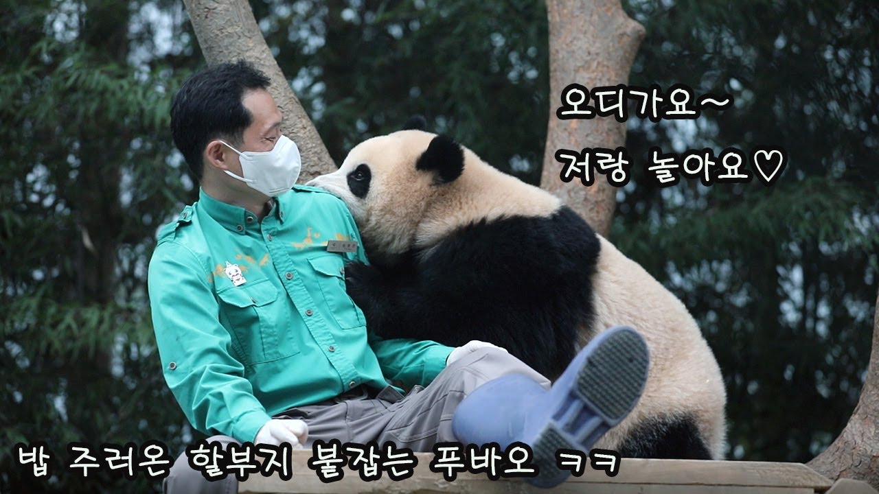 [에버랜드 아기판다] 밥상 빼앗긴 푸바오 에게 찾아온 송삼촌!! 꽁냥꽁냥 오붓한 시간을 보내요♡