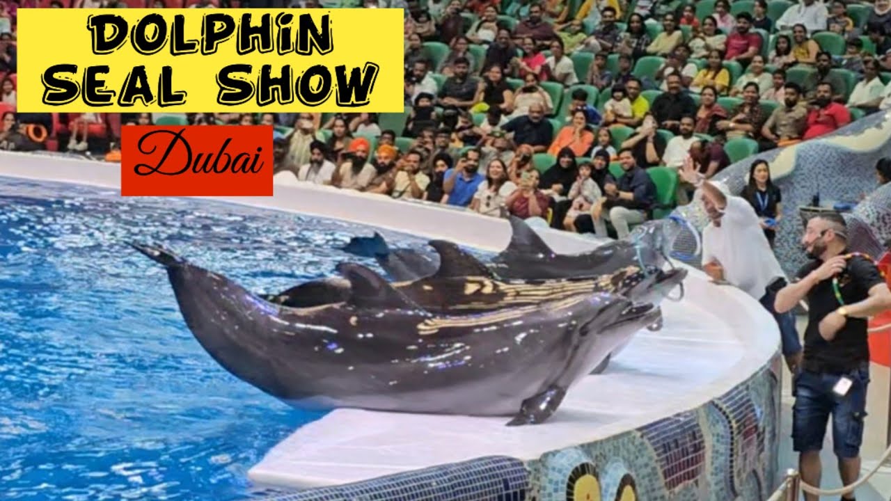 Amazing Dolphin Show/Dubai Dolphinarium/How To Visit Dolphinarium/Malayalam Vlog    #happydreammedia
