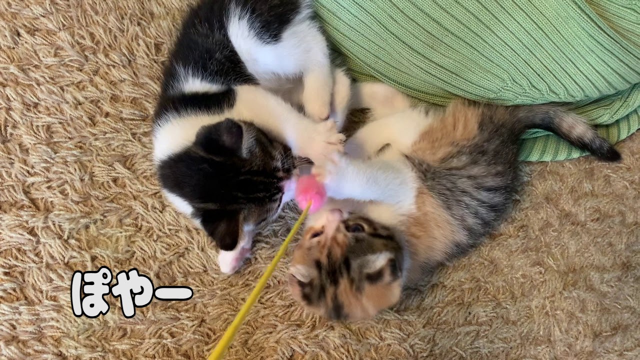 【子猫】親子勢揃い！猫じゃらしに食いつきまくり【スコティッシュフォールド】