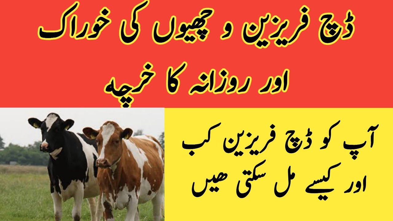 Feeding of Dutch Friesien heifers II Price of Dutch Friesien heifers II Dr.Muzzammil