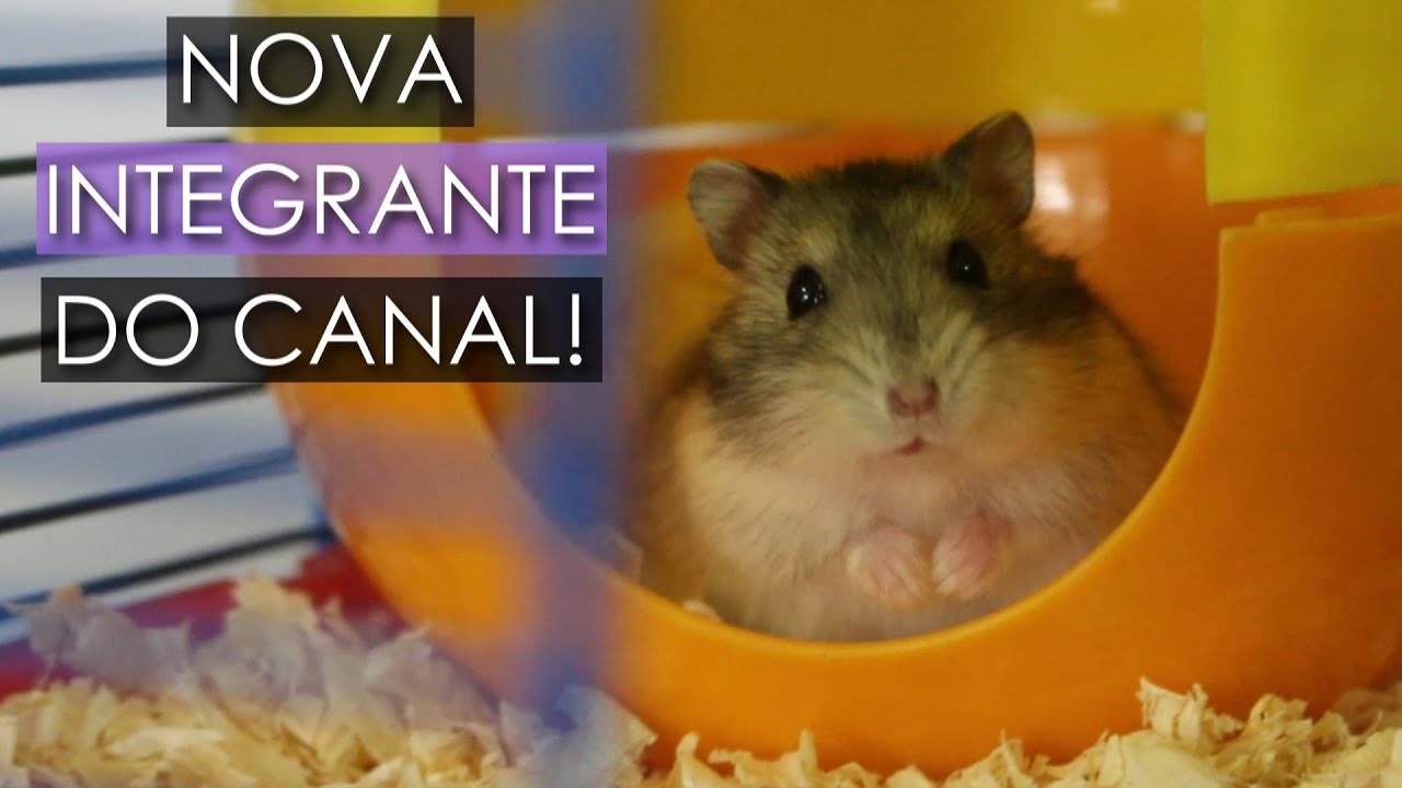 Comprando minha nova hamster!