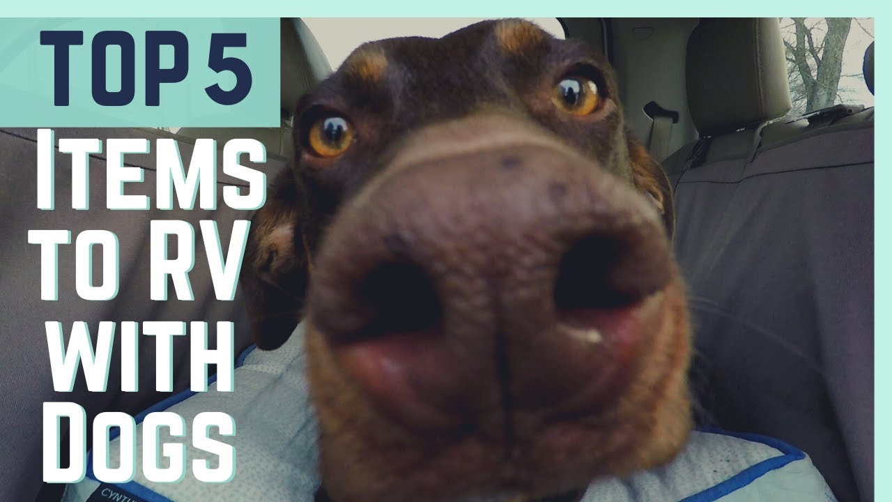 Top 5 MUST HAVE Items for RVing With Dogs || Full Time RV Living
