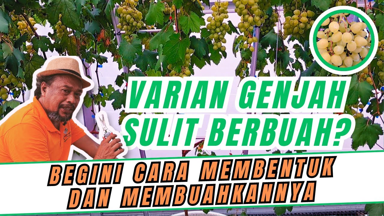 CARA MUDAH MEMBENTUK PERCABANGAN POHON ANGGUR DAN CARA MEMBUAHKAN ANGGUR TRANSFIGURASI