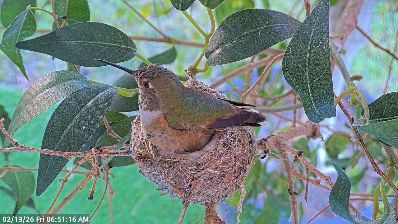 Allen’s Hummingbird Lily Lays Her Second Egg 🥚✨ #hummingbirds #nest #egg #hummingbirdsnest